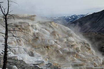 Private Winter Wildlife Safari in Yellowstone with Lunch