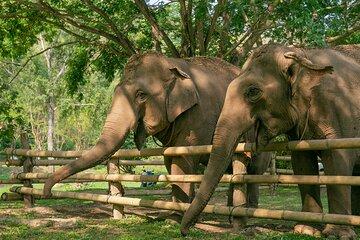 Chiang Mai Elephant Sanctuary and Sticky Waterfall Day Tour
