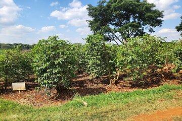 Kenya Coffee and Wildlife Safari 4 Day Adventure