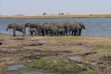 Chobe Day Trip