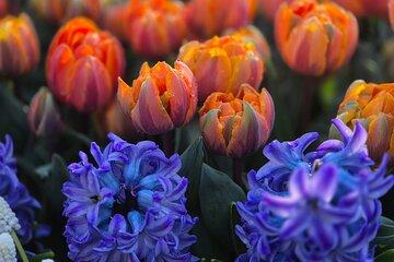 Small group tour to Keukenhof with Tulip Field Trip Experience