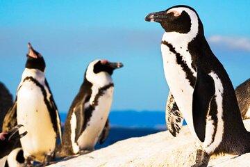 Cape Tour to Cape of Good Hope and African Penguins at Boulders
