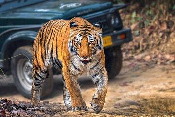 Ranthambore Wildlife Safari Same Day Trip from Jaipur