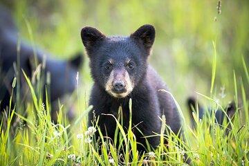 Bear Safari 4x4 Adventure