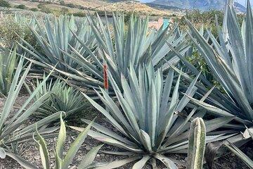 Oaxaca Day Trip Markets Hierve el Agua and Mezcal Tasting