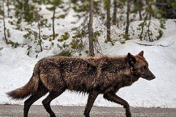 Private Yellowstone Adventure