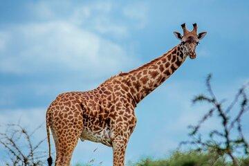 3-Day Family Safari in Serengeti and Ngorongoro
