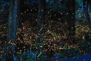 Kuala Selangor Firefly Tour