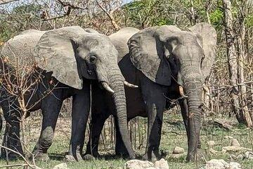 Chobe Full Day Safari with Lunch and Return Transfer