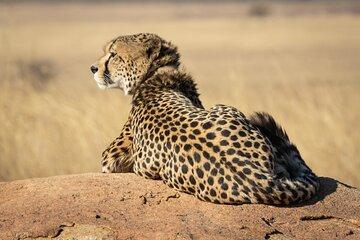 Multi Day Tsavo East Safari Tour