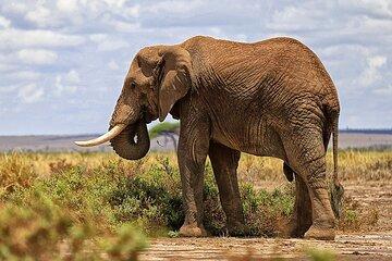 3 Day Amboseli Safari from Nairobi with Game Drives and Wildlife