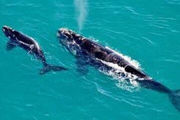 Whale Watching in Hermanus