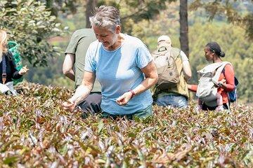 Kenya Chai 5-Day Adventure to Purple Tea and Wildlife Safari