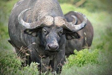 Early Morning Nairobi National Park Group Joining Tour