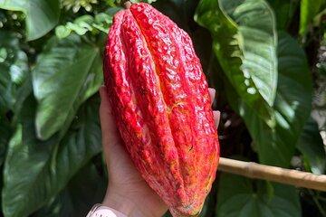 Hands On Colombian Chocolate Making Experience in Medellin