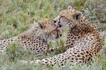 7 Days Tanzania Mid Luxury Safari Experience