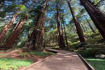 Muir Woods, Sausalito, Battery Spencer Premium Small-Group Tour