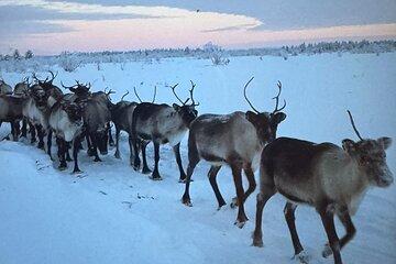 Experience a unique morning, feeding wild roaming reindeers 8 AM