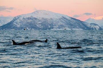 Whale Sea Safari by RIB Boat