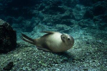 Scuba Diving in La Paz Private Tour