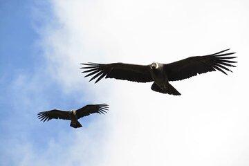 Antisana Condor Tour from Quito