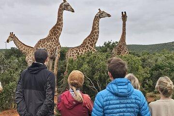 Walk with Giraffes and Game Drive Adventures