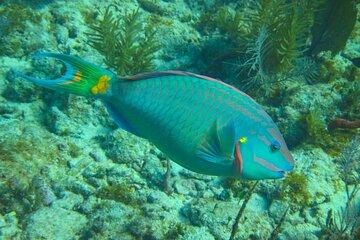 Sandbar and Snorkeling trip in Key West