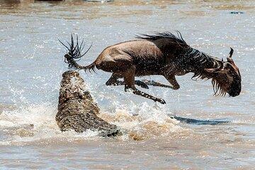 4 Day Safari from Nairobi Wildlife Tour