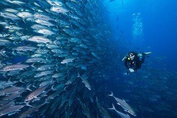 Professional Diving Experience Two Dives and Lunch :Hurghada