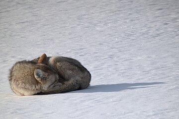 PRIVATE Yellowstone SAFARI and Wolf Watching from Gardiner