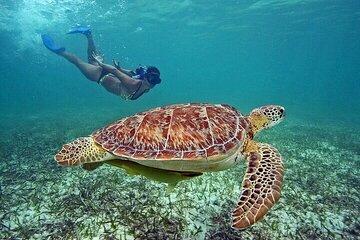 Snorkeling with the Sea Turtles in Akumal Bay from Riviera Maya