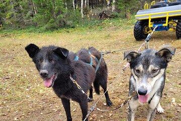 Rovaniemi Insider Autumn Husky Cart Ride
