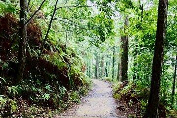 A Sacred Journey Kumano Kodo Rebirth Retreat