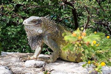 Private Island Tour – Ultimate Curaçao Adventure