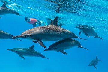 Marsa Alam Snorkeling Adventure at Shaab Samadai Reef