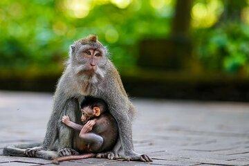 Ubud Full Day Private Tour Monkey Forest, Rice Terrace, Waterfall