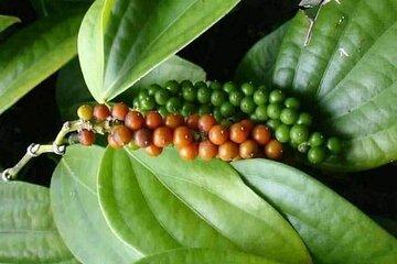 Spice Farm and Stone Town Tour with Private Transfers