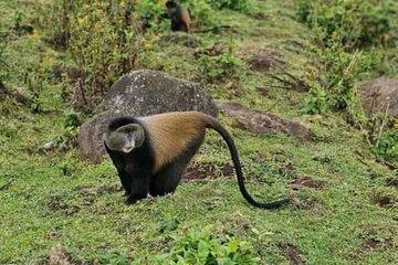 One day Golden Monkey Trekking in Volcanoes National Park