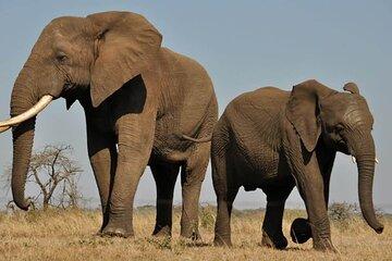 Aquila Safari Full Day Tour Spot the Big Five from Cape Town