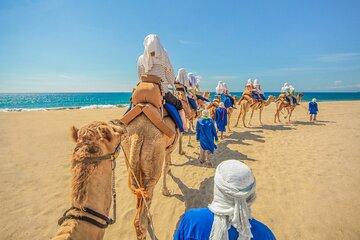 Camel Ride in Los Cabos with Buffet Food and Beer