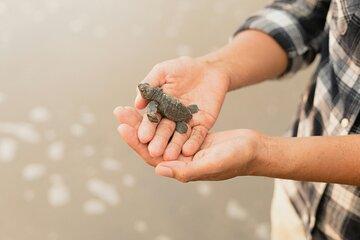 Galle All inclusive Day Tour with Sea Turtles visit & Boat Safari