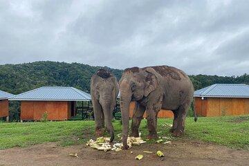 Elephant Observation Tour in Chiang Mai 2 Days & 1 Night Stay
