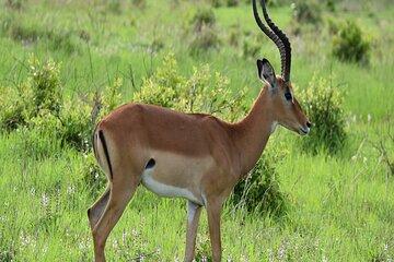 1 Day Epic Trip to Mikumi National Park by Sgr Train