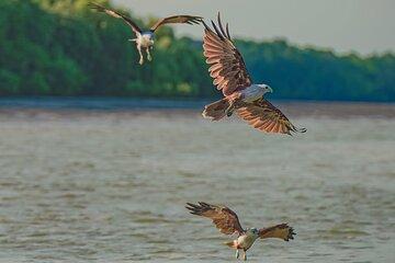 Eagle Fireflies and Blue Tears Tour in Kuala Selangor