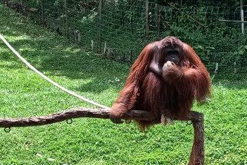Orangutan Island, A Responsible Wildlife Sanctuary Experience