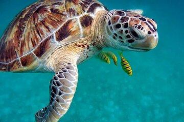 Khao Lak Highlights with Temple Turtles and Elephants Tours