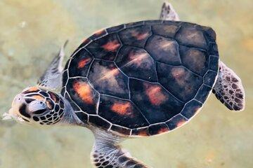 Galle Day Tour with Turtle Hatchery & River Boat Safari