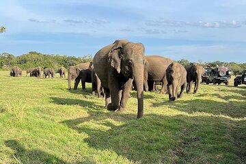 Private Jeep Safari at Minneriya National Parks