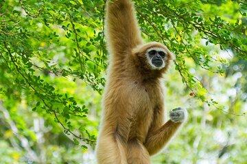 3 Day Wild Gibbon Adventure with Karen Community Homestay
