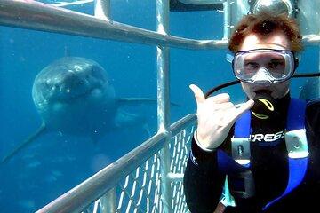 Shark Cage Diving Adventure Cape Town with Lunch and Transport
